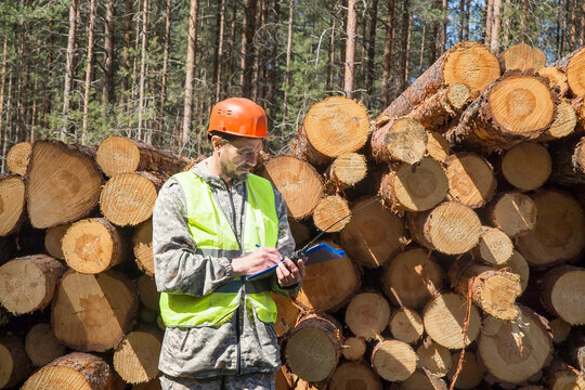 A European man, a forest engineer, works in a forest, in a felled logging area.