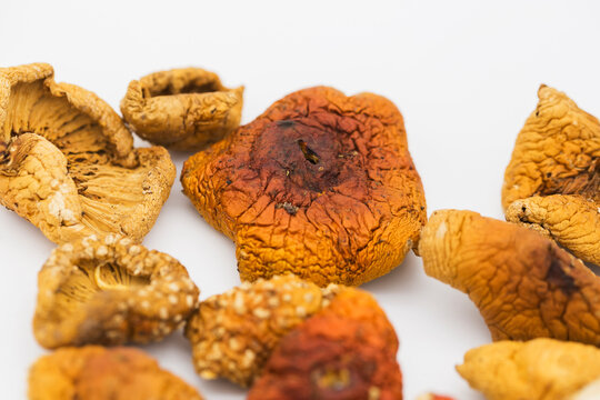 red fly agaric mushrooms containing muscimol