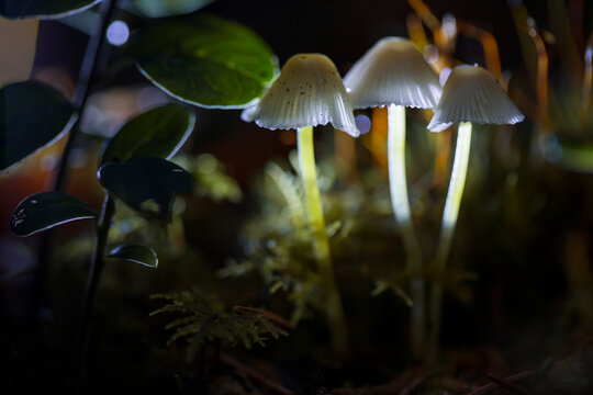 psilocybin-containing mushrooms in a natural forest,