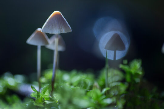 psilocybin-containing mushrooms in a natural forest,