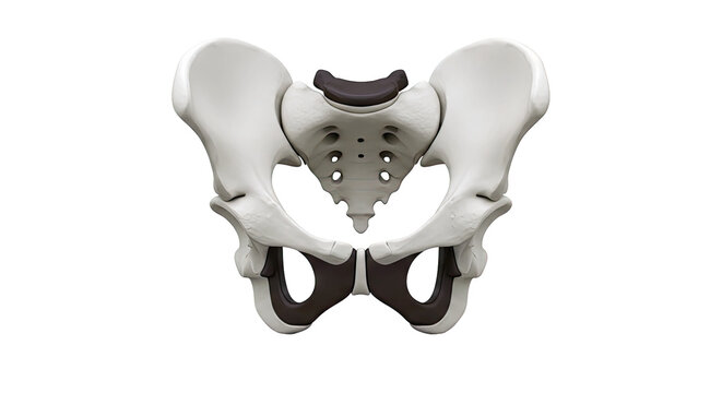3D Render of Human Pelvis Anatomy
