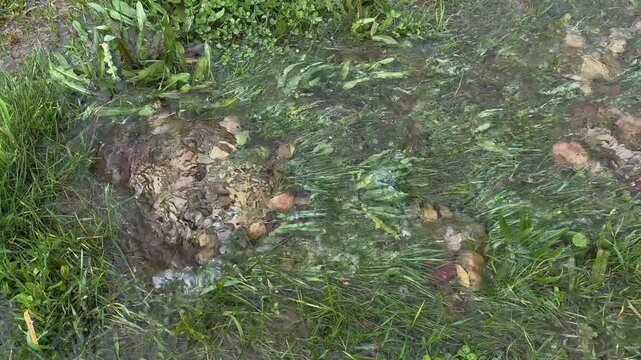Authentic Fresh Spring Water Erupting from Earth in Countryside