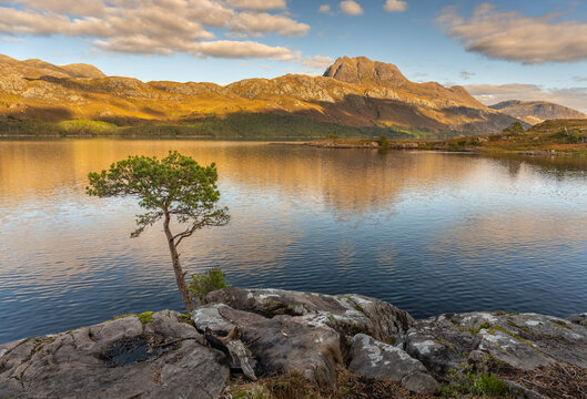 Lone Scots Pine tree on Loch Maree