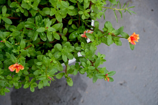 Colorful portulaca grandiflora or moss rose in the home garden