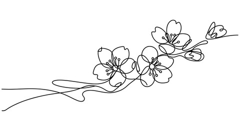 A minimalist single line drawing of a blooming cherry blossom branch on a plain white background © Ponchomy