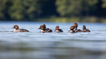 Gągoł Bucephala clangula © Sawomir