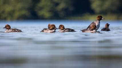 Gągoł Bucephala clangula © Sawomir