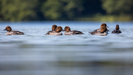 Gągoł Bucephala clangula © Sawomir