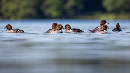 Gągoł Bucephala clangula © Sawomir