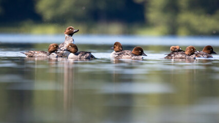 Gągoł Bucephala clangula © Sawomir