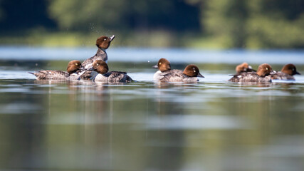 Gągoł Bucephala clangula © Sawomir