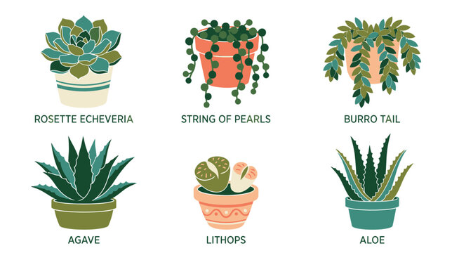 Collection of Various Popular Houseplants and Succulents.