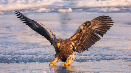 A natural scene of sea eagles foraging on ice floating in Rausu Hokkaido during winter. © shirophoto
