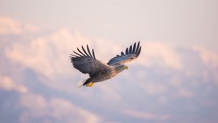 A natural scene of sea eagles foraging on ice floating in Rausu Hokkaido during winter. © shirophoto