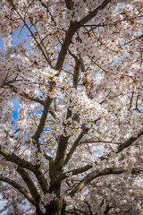 dense upward-looking view through a canopy of fully blooming white cherry blossom branches filling the entire frame against a vivid clear blue spring sky