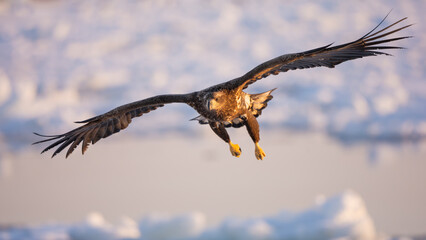 A natural scene of sea eagles foraging on ice floating in Rausu Hokkaido during winter. © shirophoto