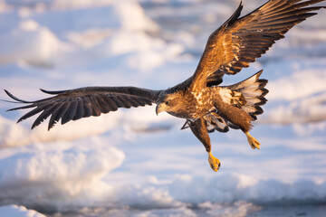 Fototapeta premium A natural scene of sea eagles foraging on ice floating in Rausu Hokkaido during winter.