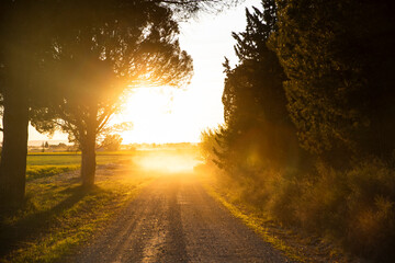 Naklejka premium Golden sunlight shining through trees onto a rural dirt road, creating a warm and atmospheric countryside scene with depth and natural textures.