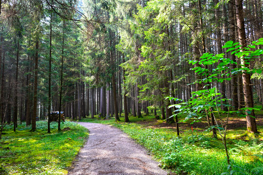 Wanderweg am Elbsee bei Aitrang im bayerischen Ostallg&auml;u
