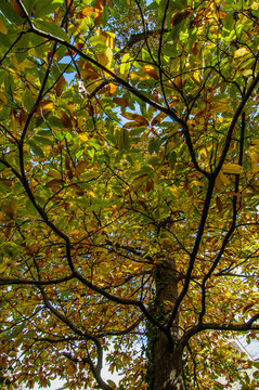 Edelkastanie mit Herbstlaub