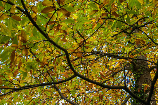 Edelkastanie mit Herbstlaub