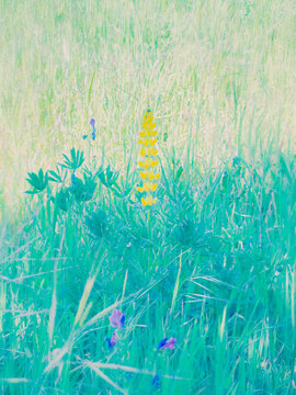 spring landscape