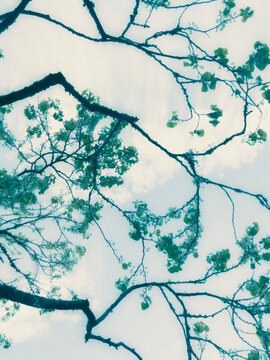 winter forest background