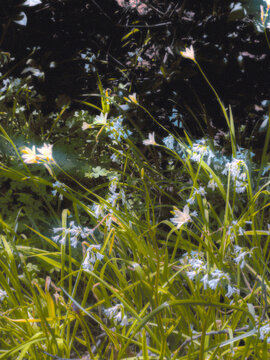 flowers and green grass in the forest