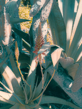 close up of palm trees