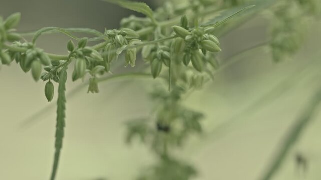 The male hemp flowers are in full bloom and are released to the female plant for fertilization.
Male hemp flowers are bred to obtain seeds.
Insects fly around and pollinate cannabis flowers.