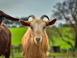 Fototapeta premium Curious Young Goat with Horns Standing in Sunny Farm Field