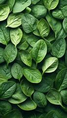 Fototapeta premium Fresh Green Spinach Leaves Displayed in a Seamless Background from an Overhead Close-Up View