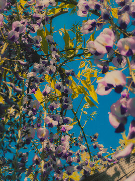 abstract flower background