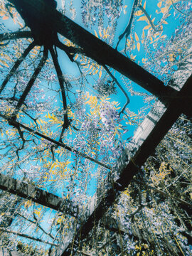 spring flowers in the blue sky