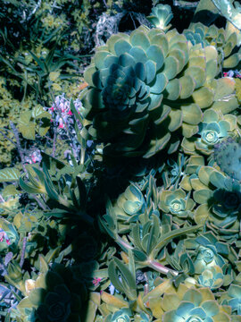 tropical plants