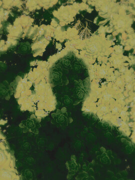 shadow in the green plants