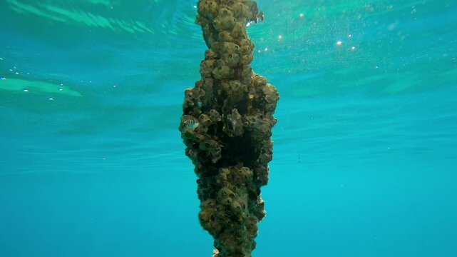 Сamera moves down chain covered in shellfish and beautiful soft corals, slowly swaying in bright sunbeams, Slow motion of Soft Coral Dendronephthya growing on a hanging chain