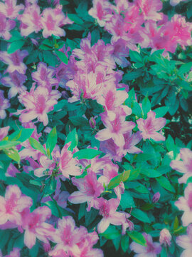 pink flowers in a garden