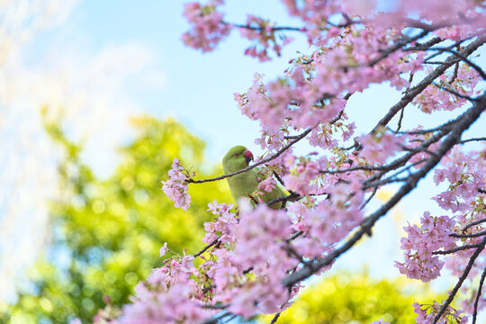 河津桜とワカケホンセイインコ(3)