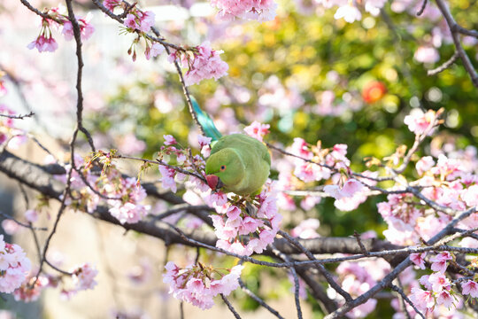 大寒桜の蜜を吸うワカケホンセイインコ(3)