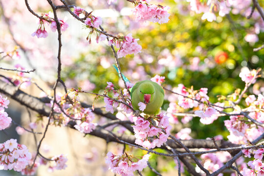 大寒桜の蜜を吸うワカケホンセイインコ(1)
