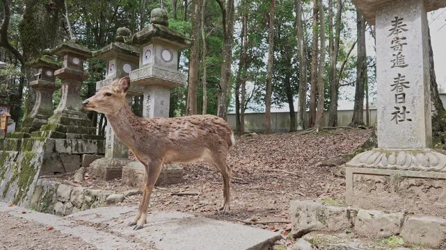 NARA DEER