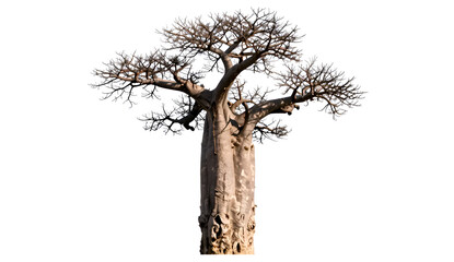Fototapeta premium dead tree isolated on white