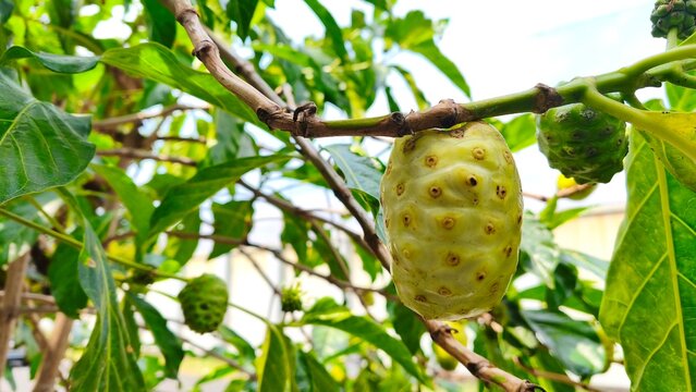 Fresh noni fruit on the tree, Morinda