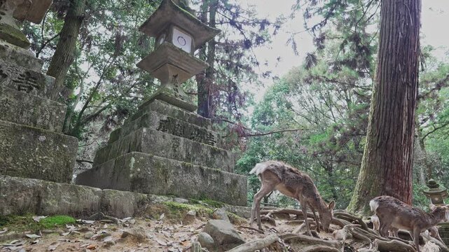 NARA DEER
