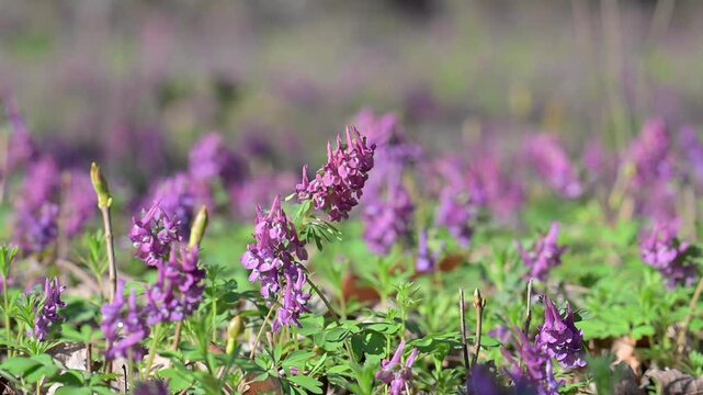 Fumewort (Corydalis solida). Flower of the Corydalis solida, the fumewort. Corydalis Purple field flower