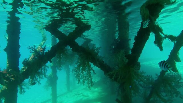 Forward movement below dock covered with colorful soft corals hang in clusters from its supports, school of fish young fish hide under the pier, Slow motion of Soft Coral Dendronephthya