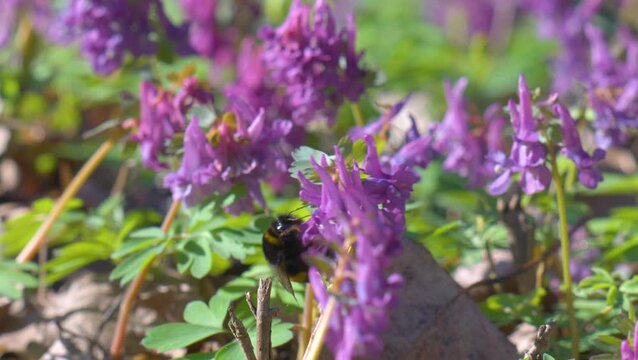 Fumewort (Corydalis solida). Flower of the Corydalis solida, the fumewort. Corydalis Purple field flower