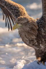 A natural scene of sea eagles foraging on ice floating in Rausu Hokkaido during winter. © shirophoto