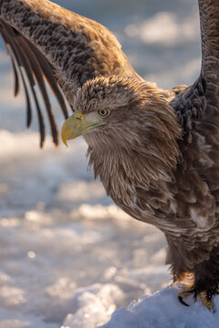 A natural scene of sea eagles foraging on ice floating in Rausu Hokkaido during winter.